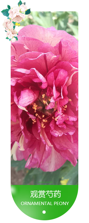 拔樁機專業提供商為您提供等產品 拔樁機專業提供商為您提供等產品